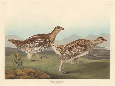 Sharp-tailed Grouse by John James Audubon